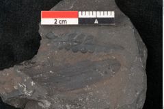 Foto (Detailansicht) von Callipteris sp.  (NHMW-GEO-2024-0188-10913)